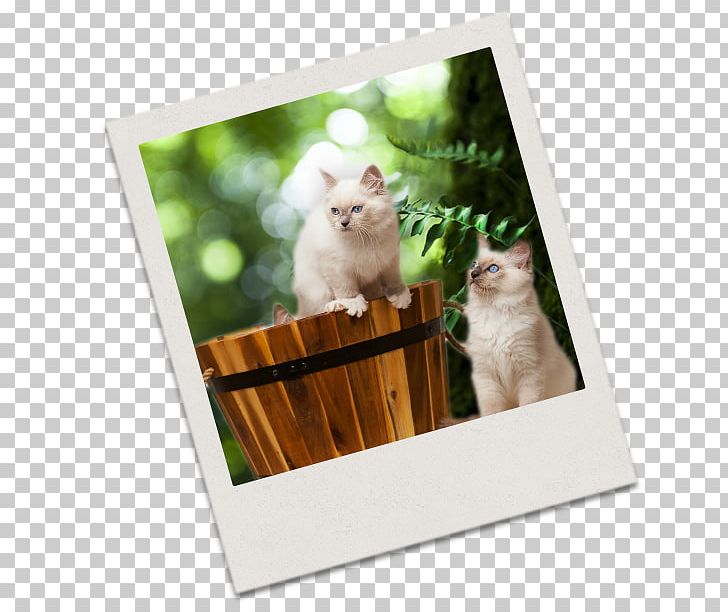 Kitten Whiskers Frames PNG, Clipart, Animals, Cat, Cat Like Mammal, Kitten, Material Free PNG Download