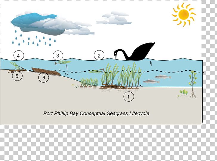 Marine Ecosystem Water Port Phillip Seagrass PNG, Clipart, Advertising, Bay, Brand, Computer Wallpaper, Ecosystem Free PNG Download