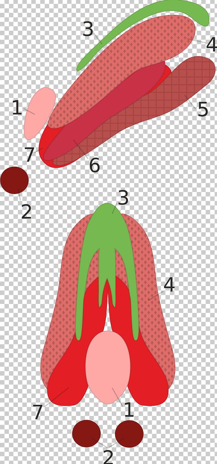 Oculomotor Nerve Nucleus Extraocular Muscles Innervation PNG, Clipart, Area, Common, Complex, Cranial Nerves, Creative Commons Free PNG Download