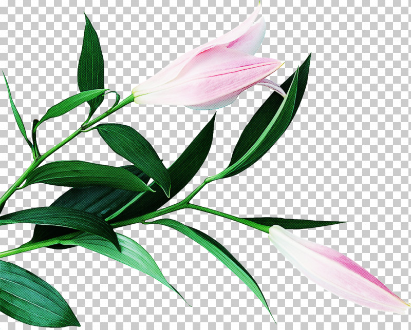 Flower Plant Leaf Petal Pedicel PNG, Clipart, Flower, Herbaceous Plant, Leaf, Pedicel, Petal Free PNG Download