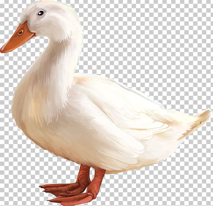 American Pekin Duck Goose PNG, Clipart, American Pekin, Animal, Animals, Bird, Cartoon Free PNG Download