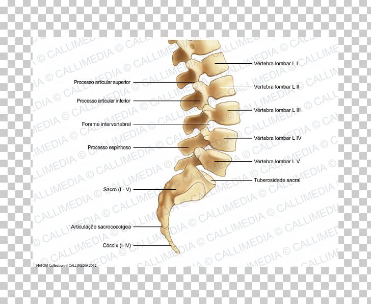 Bone Lumbar Vertebrae Vertebral Column Sacrum Coccyx PNG, Clipart, Anatomy, Bone, Cervical Vertebrae, Coccyx, Facet Joint Free PNG Download