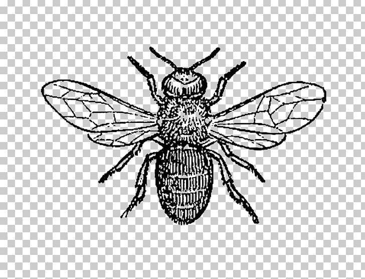 Honey Bee Insect Drone PNG, Clipart, Animal, Arthropod, Artwork, Beekeeper, Black And White Free PNG Download