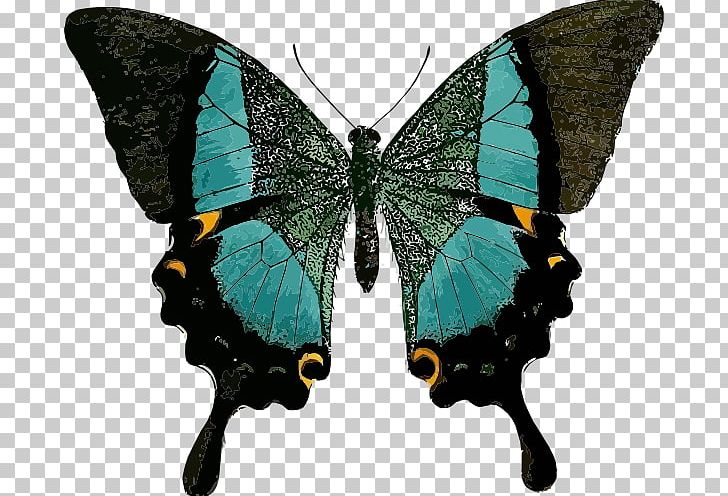 Swallowtail Butterfly Papilio Blumei Papilio Palinurus PNG, Clipart, Arthropod, Blue, Brush Footed Butterfly, Butterfly, Butterfly Net Free PNG Download