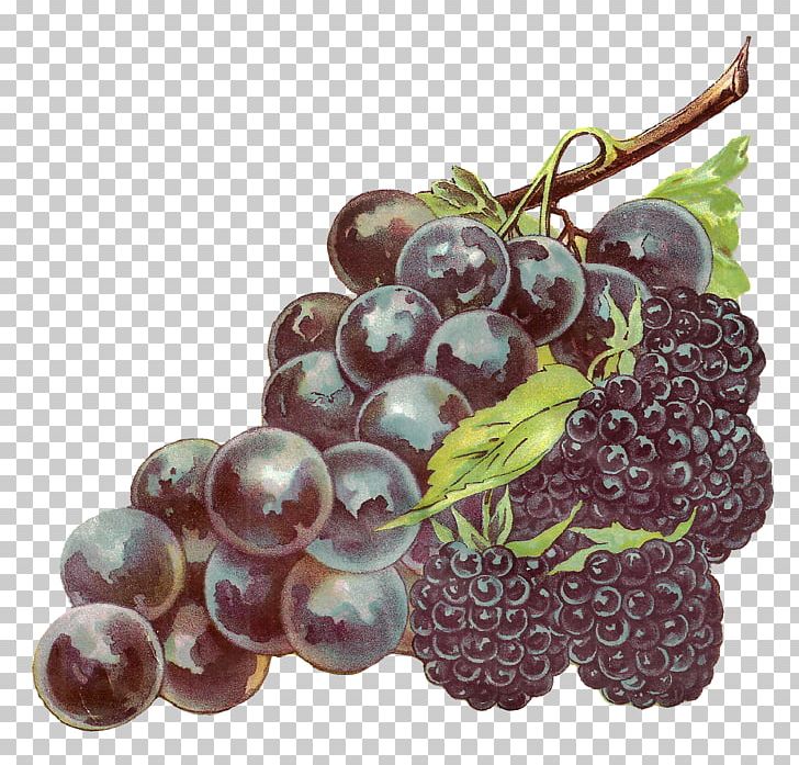 Zante Currant Grapevines Fruit PNG, Clipart, Berry, Blackberry, Computer Icons, Food, Fruit Free PNG Download