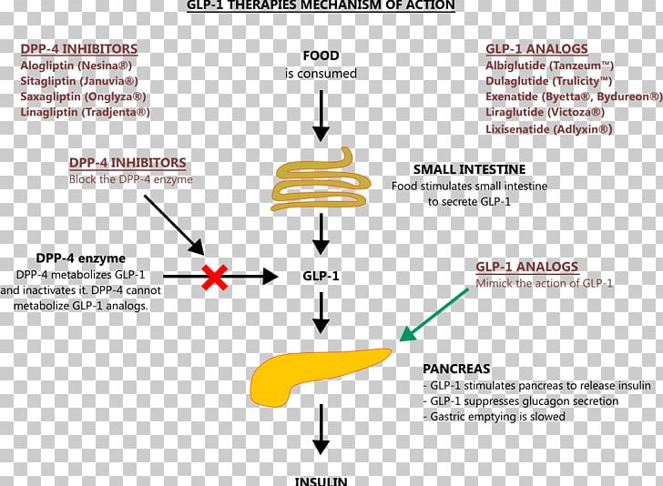 Dipeptidyl Peptidase-4 Inhibitor Glucagon-like Peptide-1 Receptor Agonist Liraglutide Dulaglutide PNG, Clipart, Analog, Angle, Diabetes Mellitus Type 2, Diagram, Dipeptidyl Peptidase4 Inhibitor Free PNG Download