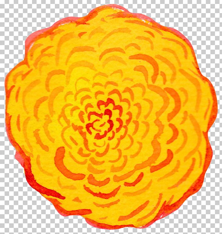 Flower Petal Yellow Food Organism PNG, Clipart, Circle, Flower, Food, Nature, Orange Free PNG Download