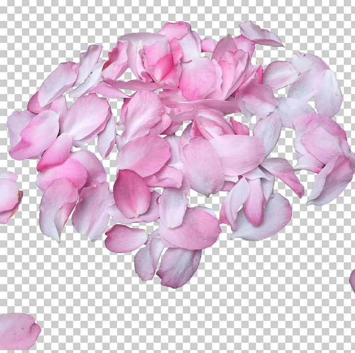 Birthday Petal PNG, Clipart, Blossoms, Cherry, Cherry Blossom, Cherry Blossoms, Flower Free PNG Download