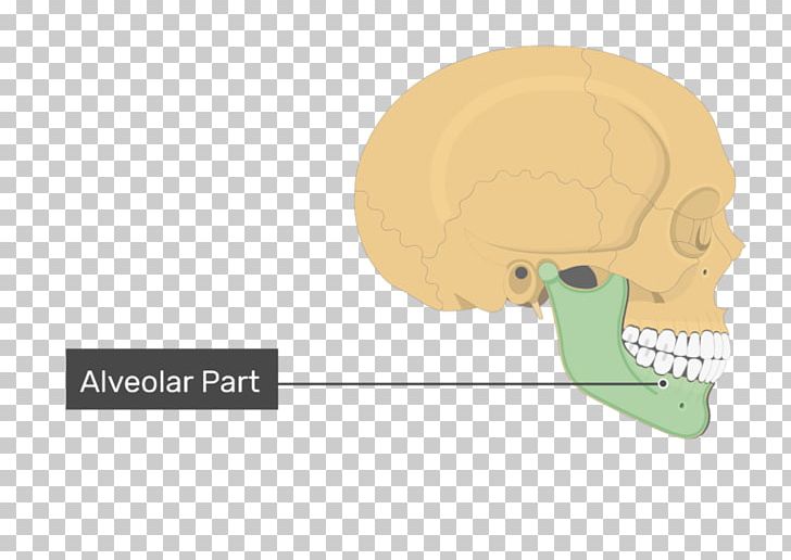 Mandible Skull Mental Foramen Condyloid Process Bone PNG, Clipart, Alveolar Part Of Mandible, Angle Of The Mandible, Bone, Brand, Cartoon Free PNG Download