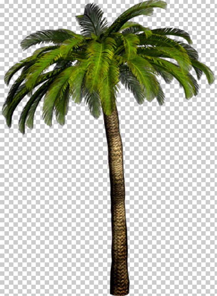 Portable Network Graphics Palm Trees Desktop PNG, Clipart, Arecales, Attalea Speciosa, Borassus Flabellifer, Coconut, Computer Icons Free PNG Download