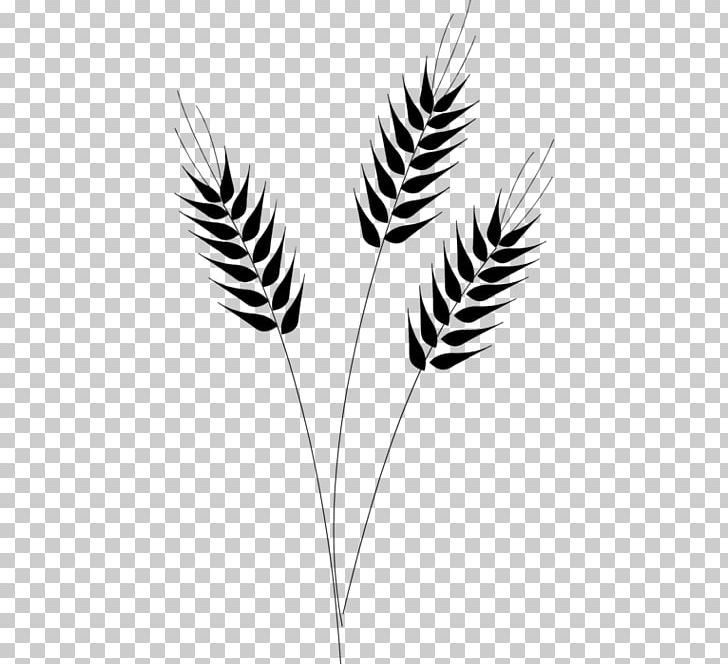 Wheat Cereal PNG, Clipart, Barley, Barley Grains, Black And White, Cereal, Commodity Free PNG Download