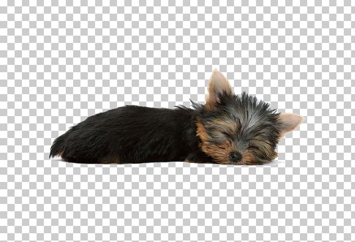 Yorkshire Terrier Dachshund Poodle Chihuahua Pomeranian PNG, Clipart, Animals, Carnivoran, Companion Dog, Dark, Dog Breed Free PNG Download