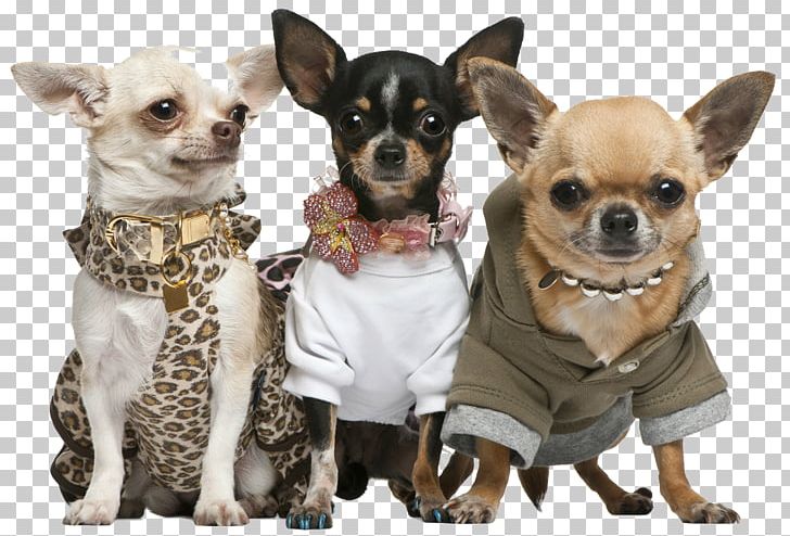 Chihuahua Puppy Rat Terrier Dog Breed PNG, Clipart, Animals, Breed, Carnivoran, Chihuahua, Child Free PNG Download