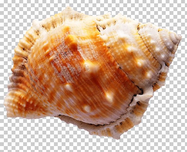 Diamant Koninkrijk Koninkrijk Seashell Sea Snail PNG, Clipart, Animal Product, Animal Source Foods, Beach, Cartoon Conch, Clam Free PNG Download
