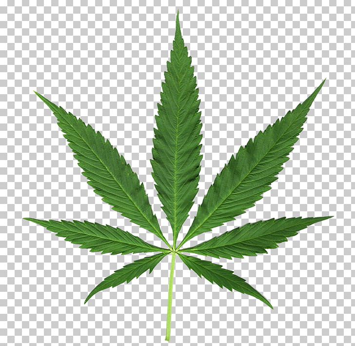 Hemp Medical Cannabis Leaf PNG, Clipart, Addiction, Cannabis, Drug, Drug Addiction, Hashish Free PNG Download