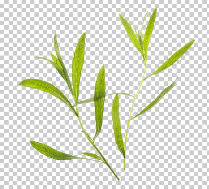 Tarragon PNG, Clipart, Herbs, Nature Free PNG Download