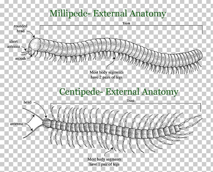 Centipedes And Millipedes House Centipede Pest PNG, Clipart, Angle, Animal, Arthropod, Centipede, Centipede Bite Free PNG Download