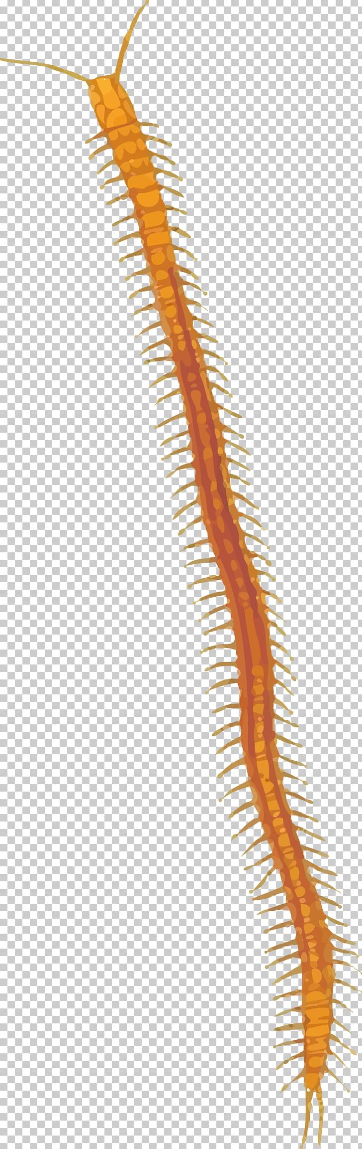 Centipedes PNG, Clipart, Alupihan, Arthropod, Centipede, Centipedes, Coreldraw Free PNG Download
