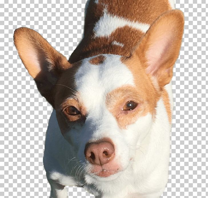 Miniature Fox Terrier Dog Breed Rat Terrier Tenterfield Terrier Los Gatos PNG, Clipart, Carnivoran, Dog, Dog Breed, Dog Collar, Dog Like Mammal Free PNG Download