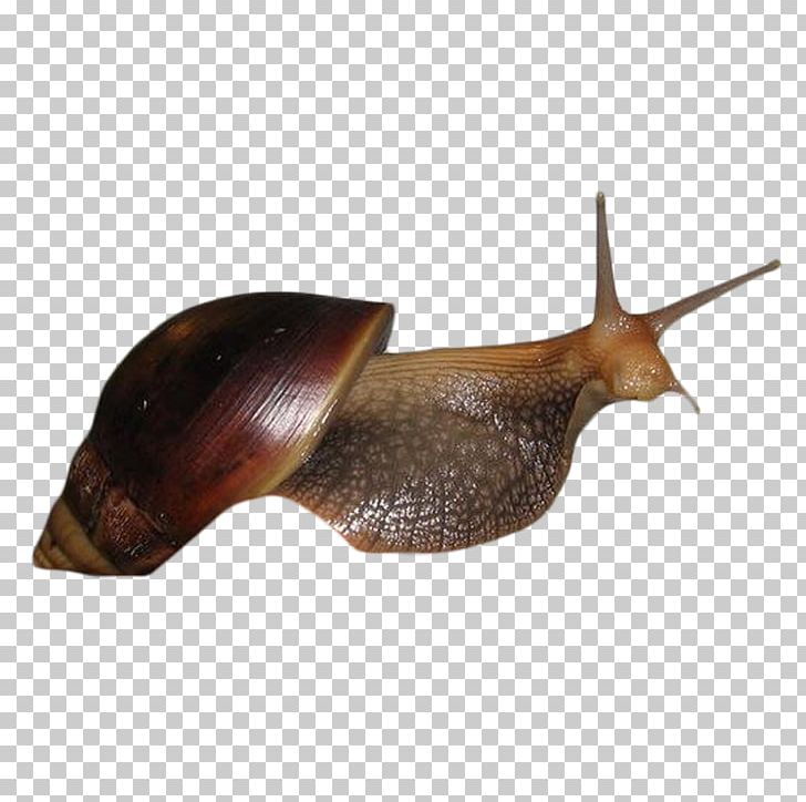 Snail Escargot Seashell Caracol PNG, Clipart, Animals, Caracol, Caracola, Creative, Download Free PNG Download