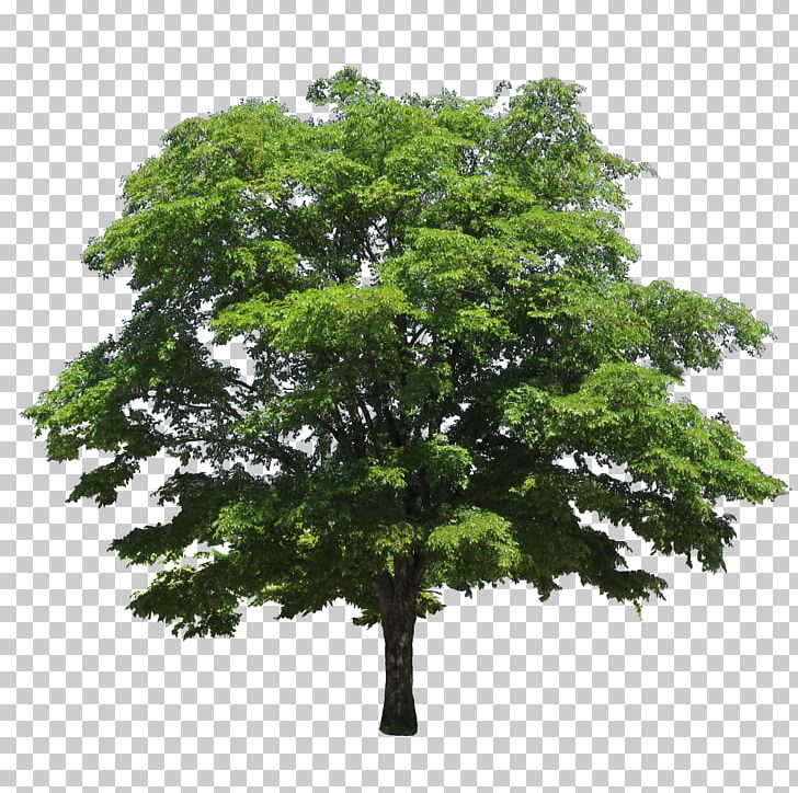 Tree Black Locust PNG, Clipart, Black Locust, Branch, Digital Image, Download, Image Editing Free PNG Download