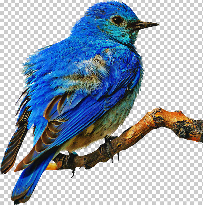 Bird Eastern Bluebird Bluebird Mountain Bluebird Painted Bunting PNG, Clipart, Beak, Bird, Bluebird, Eastern Bluebird, Indigo Bunting Free PNG Download