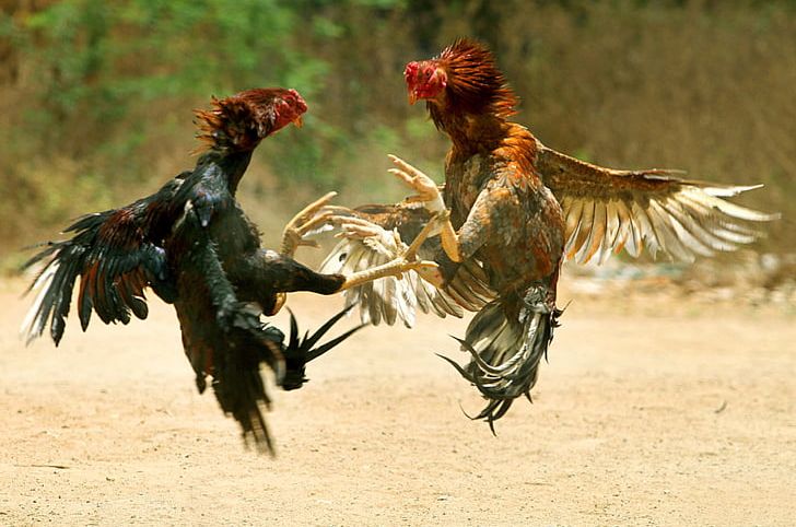 Asil Chicken Phoenix Chicken Tamil Nadu Visakhapatnam Cockfight PNG, Clipart, Animals, Asil Chicken, Battle, Beak, Bird Free PNG Download