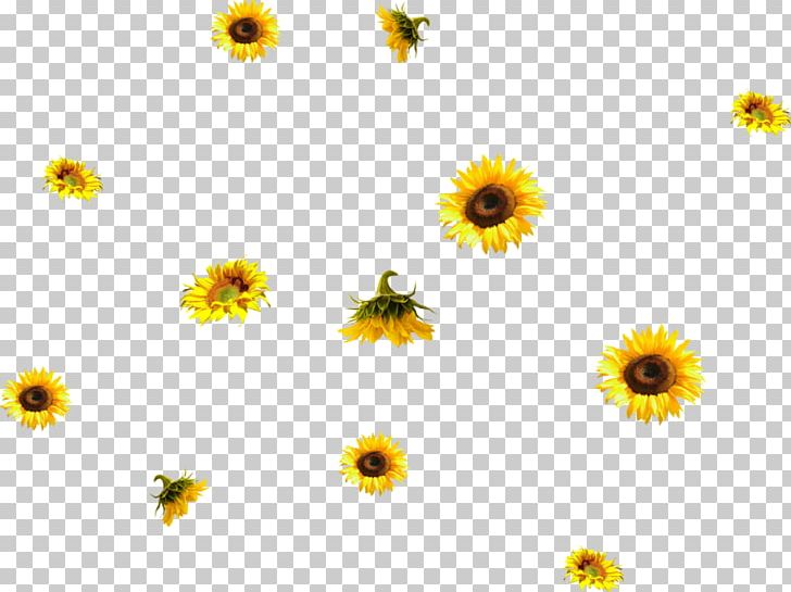 Common Sunflower PhotoScape PNG, Clipart, Annual Plant, Calendula, Chamaemelum Nobile, Chrysanths, Common Sunflower Free PNG Download