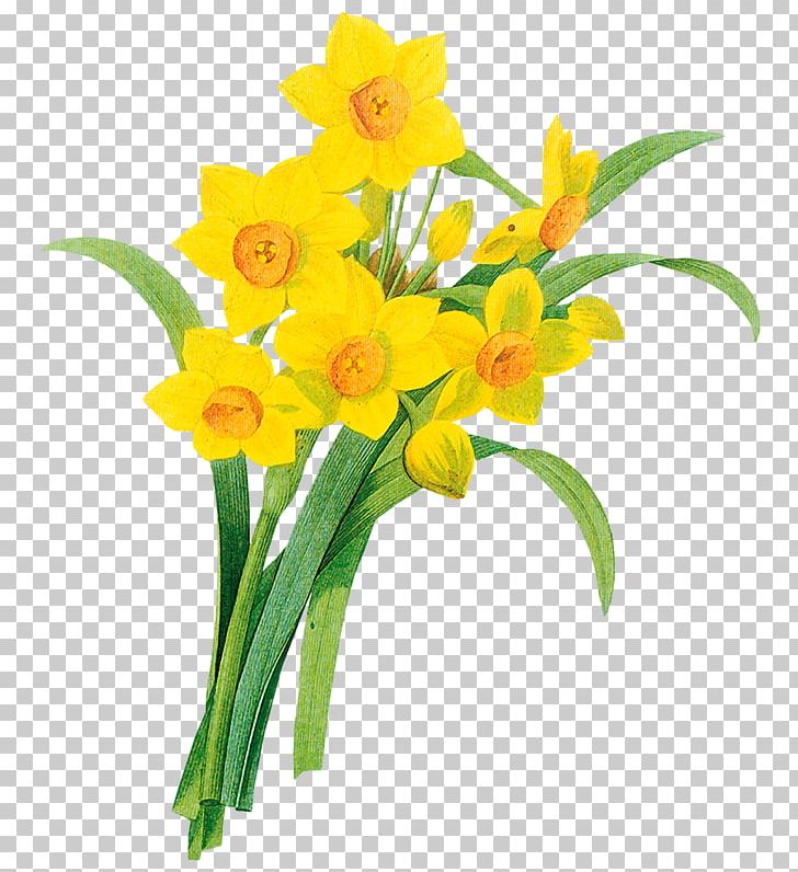 Daffodil PNG, Clipart, Amaryllis Family, Computer Icons, Cut Flowers, Daffodil, Desktop Wallpaper Free PNG Download