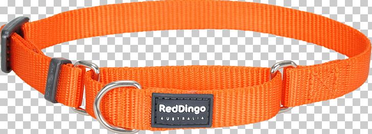 Dog Collar Dingo Cat PNG, Clipart, Buckle, Cat, Clothing Accessories, Collar, Dingo Free PNG Download