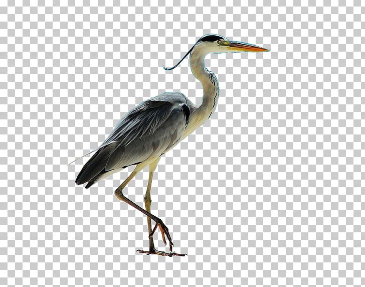 Grey Heron Seabird PNG, Clipart, Animals, Beak, Bird, Crane, Encapsulated Postscript Free PNG Download