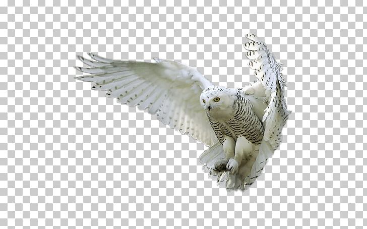 Owl Bird Computer Icons PNG, Clipart, Animal, Animals, Beak, Bird, Bird Bird Free PNG Download