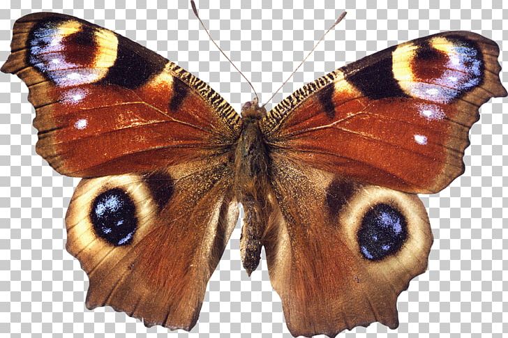 Brush-footed Butterflies Butterfly Moth Insect Inachis Io PNG, Clipart, Animal, Arthropod, Bird, Brush Footed Butterfly, Butterflies And Moths Free PNG Download