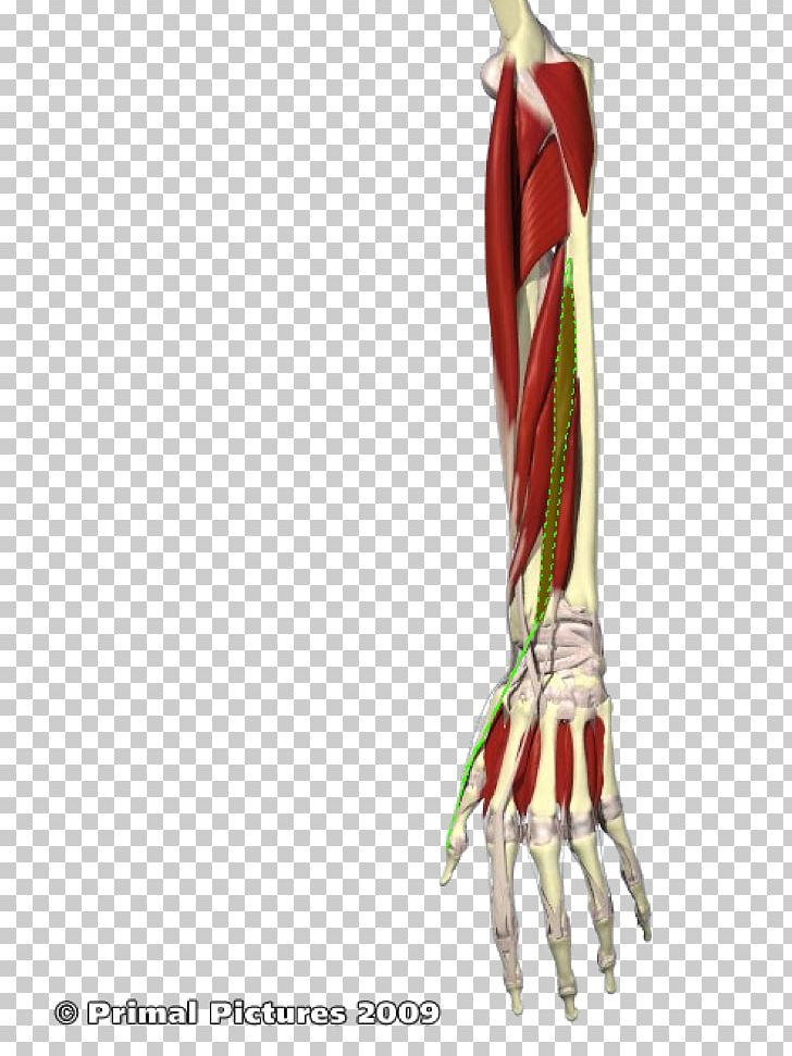Flexor Pollicis Longus Muscle Extensor Pollicis Brevis Muscle Extensor Pollicis Longus Muscle Forearm PNG, Clipart,  Free PNG Download
