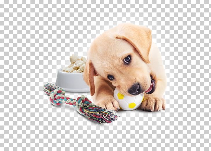 Labrador Retriever Golden Retriever Puppy Yorkshire Terrier PNG, Clipart, Animals, Carnivoran, Coat, Companion Dog, Designerhunder Free PNG Download