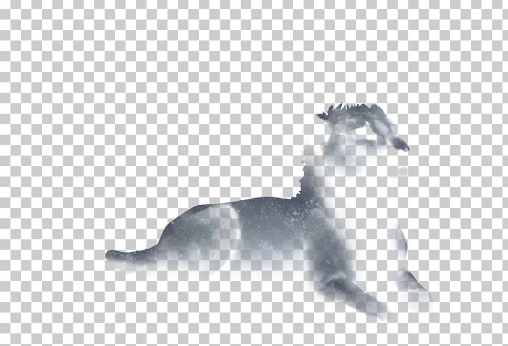 Cat Mammal Lion Carnivora Dog PNG, Clipart, Animal, Animals, Big Cat, Big Cats, Black And White Free PNG Download