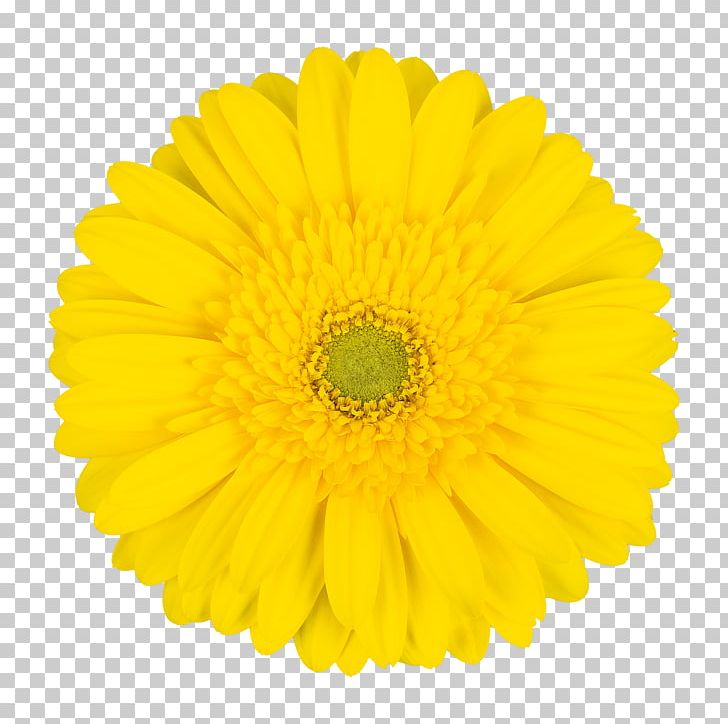 Paper Transvaal Daisy Flower Jay Wells Salon Photography PNG, Clipart, Blue, Calendula, Chrysanthemum Coronarium, Chrysanths, Common Daisy Free PNG Download