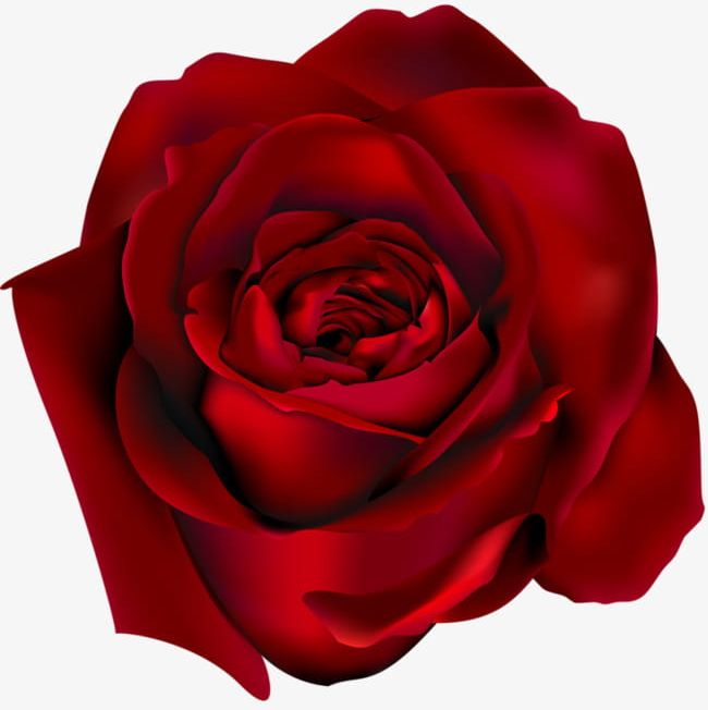 Red Rose PNG, Clipart, Big, Big Red, Flowers, Red, Red Clipart Free PNG Download