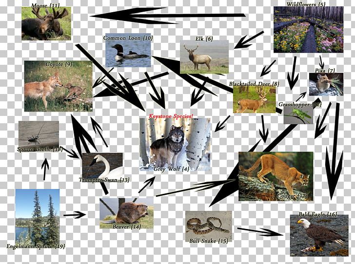 Yellowstone National Park Gray Wolf Greater Yellowstone Ecosystem History Of Wolves In Yellowstone Wolf Reintroduction PNG, Clipart, Animal, Canis, Collage, Ecological Pyramid, Ecology Free PNG Download