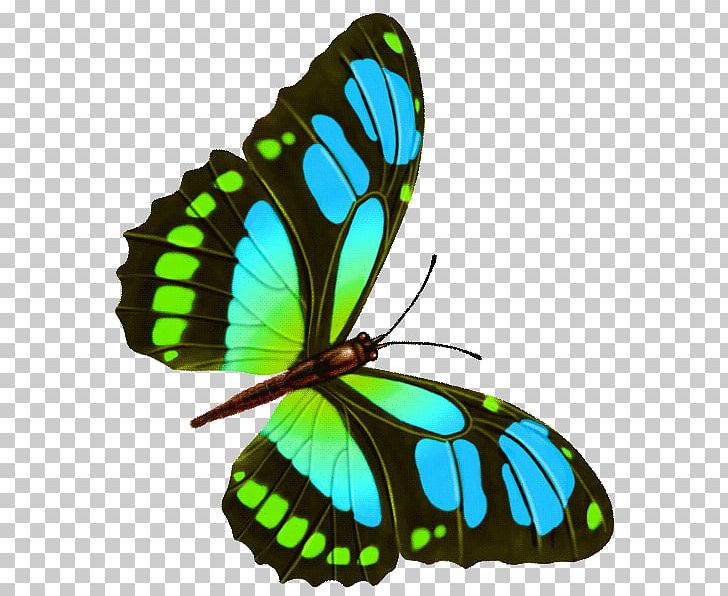 Butterfly Drawing PNG, Clipart, Balloon Cartoon, Blue Butterfly, Brush Footed Butterfly, Cartoon Butterfly, Cartoon Character Free PNG Download