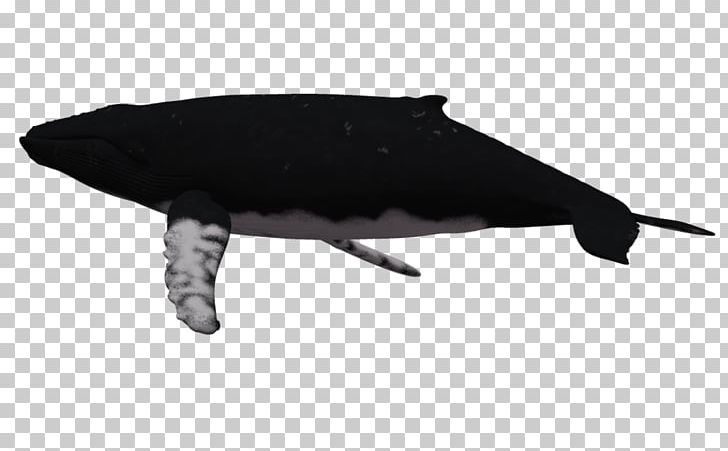 Dolphin Humpback Whale PNG, Clipart, Animal, Blue Whale, Cartilaginous Fish, Cartoon, Cartoon Humpback Whale Free PNG Download