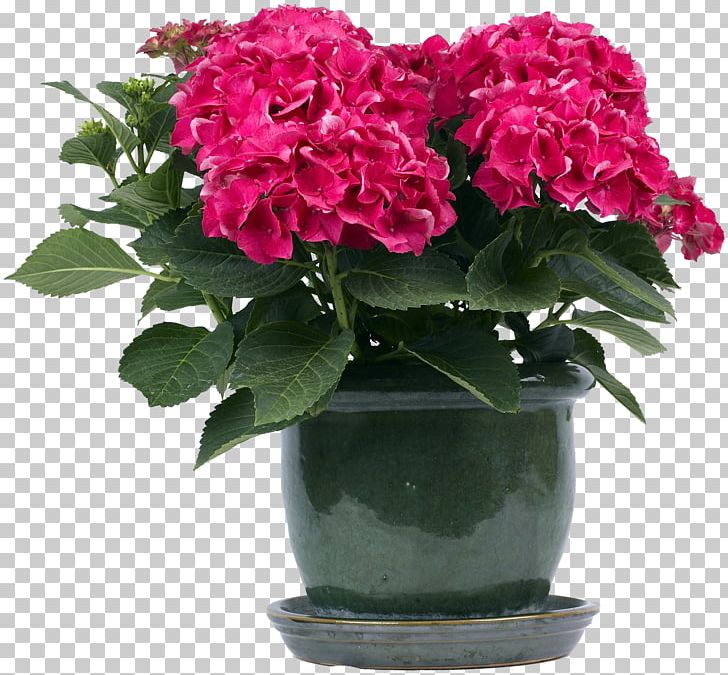 Flowerpot Hydrangea Aspera Embryophyta Panicled Hydrangea PNG, Clipart, Annual Plant, Artificial Flower, Cornales, Cut Flowers, Floral Design Free PNG Download