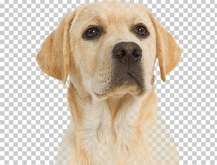 Labrador Retriever Puppy Dog Breed Companion Dog Cat PNG, Clipart, Breed, Breed Group Dog, Carnivoran, Cat, Companion Dog Free PNG Download