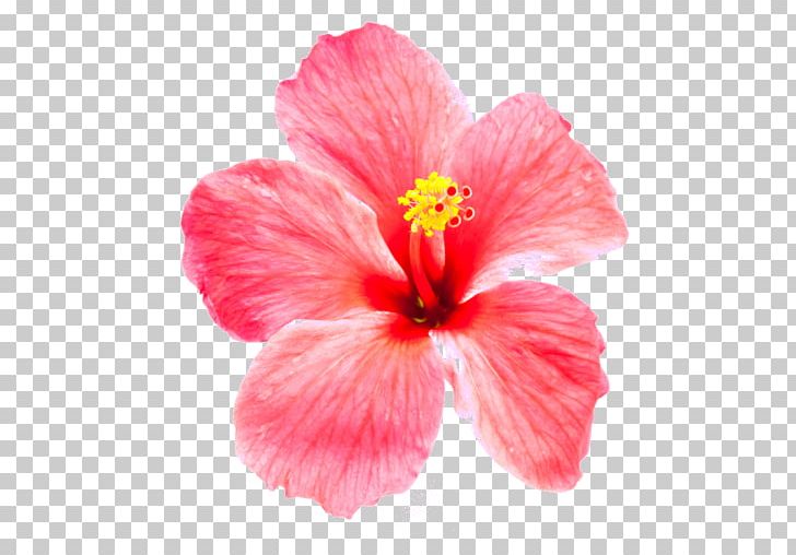 Shoeblackplant Hibiscus Tea Flower Roselle Stock Photography PNG, Clipart, Annual Plant, China Rose, Chinese Hibiscus, Color, Flower Free PNG Download