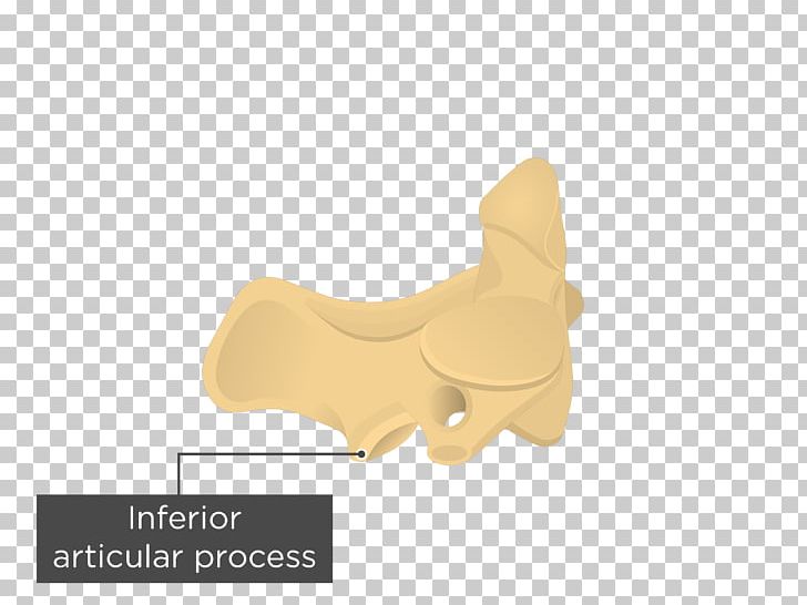 Axis Anatomy Articular Processes Vertebral Column Vertebral Foramen PNG, Clipart, Anatomy, Angle, Arcus, Arm, Articular Processes Free PNG Download