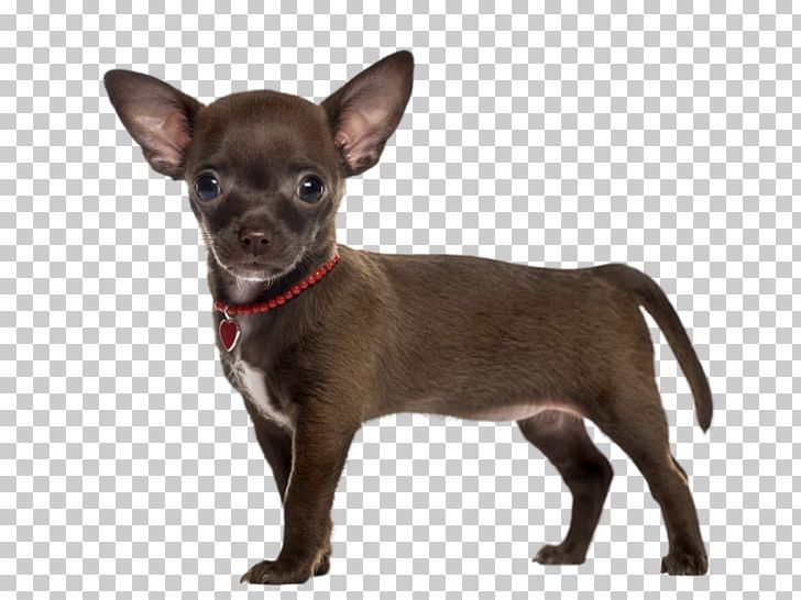 Chihuahua Russkiy Toy Puppy English Toy Terrier Companion Dog PNG, Clipart, 2018 Adorable Dogs, Breed, Carnivoran, Cat, Chihuahua Free PNG Download