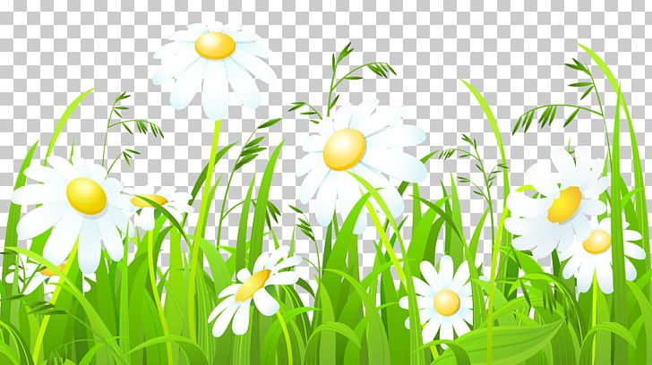Common Daisy PNG, Clipart, Chamaemelum Nobile, Chamomile, Commodity, Common Daisy, Computer Wallpaper Free PNG Download