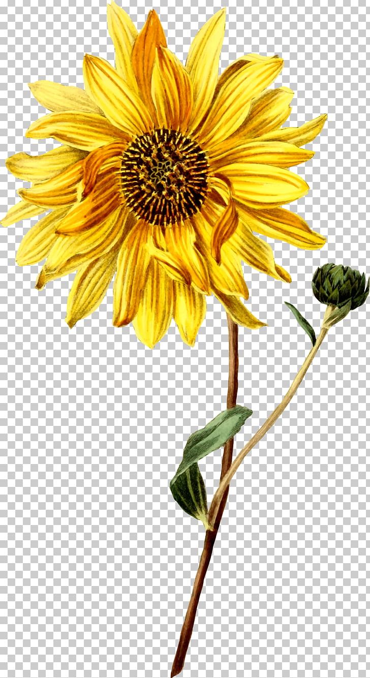 Common Sunflower Botanical Illustration Botany Drawing PNG, Clipart, Art, Botanical Illustration, Botany, Common Sunflower, Cut Flowers Free PNG Download