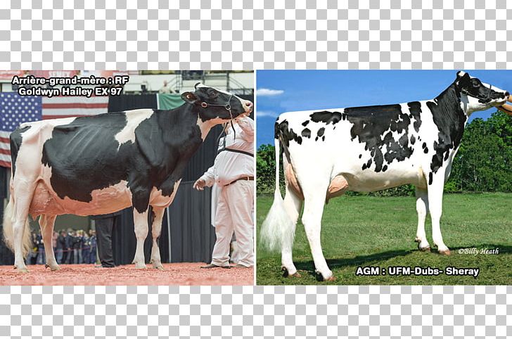 Dairy Cattle Holstein Friesian Cattle Taurine Cattle Milk PNG, Clipart, Cattle, Cattle Like Mammal, Cow Goat Family, Dairy, Dairy Cattle Free PNG Download