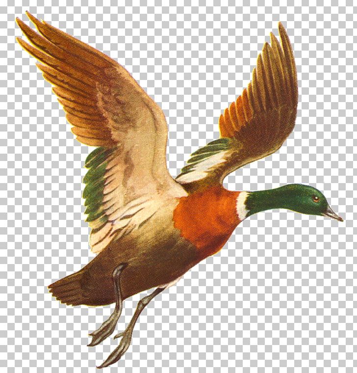 Duck Mallard Bird Flight PNG, Clipart, Animals, Beak, Bird, Birds, Data Free PNG Download